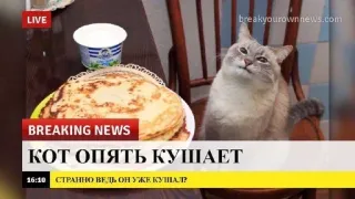 🌟 BREAKING NEWS
КОТ ОПЯТЬ КУШАЕТ
СТРАННО ВЕДЬ ОН УЖЕ КУШАЛ? Katze, Pfannkuchen, Nachrichten, lustig telegram sticker