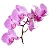 🌸