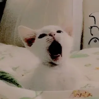 🥺 mèo, mèo con, mèo trắng, ngáp, động vật, thú cưng, dễ thương telegram sticker