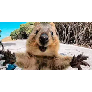 🤗 quokka, zwierzę, słodki, szczęśliwy, dzika przyroda, australia, ssak telegram sticker