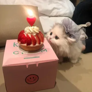 😔 Kiki Cham cat, birthday, cake, strawberry, dessert, pet, kitten telegram sticker