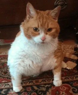 😡 gato, gato laranja, animal doméstico, animal de estimação, mamífero whatsapp sticker