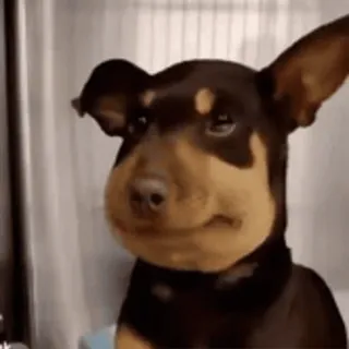 🥺 perro, animal, picadura de abeja, gracioso, lindo, mascota telegram sticker