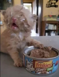 🥰 Friskies EXTRA GRAVY Pâté 子猫, 猫, ペット, フード, フリスキー, パテ, 動物, かわいい telegram sticker