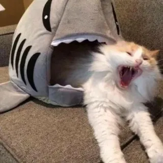 🌟 cat, shark, pet, animal, yawning, bed telegram sticker