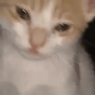 🍀 고양이, 새끼 고양이, 귀여운, 동물, 애완 동물 telegram sticker