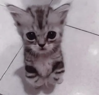 🤍 猫, 小猫, 可爱, 动物, 宠物, 家猫 telegram sticker