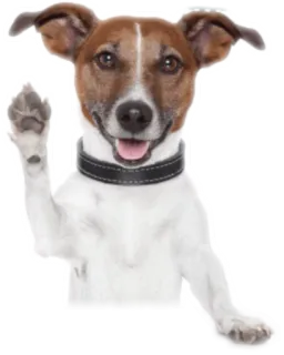 ANIMALOL telegram stickers