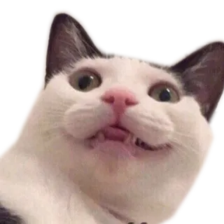 😏 kucing, binatang, meme, lucu, hewan peliharaan, ekspresi telegram sticker