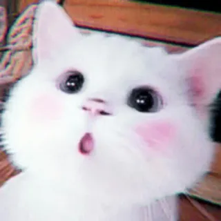 🍓 gato, gatito, lindo, animal, mascota, blanco, impactado telegram sticker