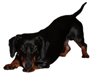 🙂 собака, такса, питомец, животное, щенок, милый whatsapp sticker