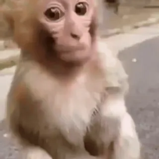 🐵 Affe, Tier, Primat, Wildtier, süß whatsapp sticker