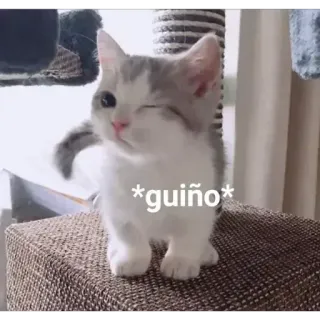 😉 guiño chat, chaton, clin d'oeil, mignon, animal whatsapp sticker