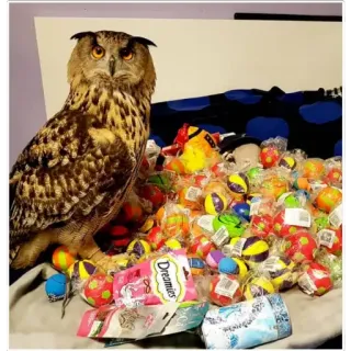 💰 Dreamies owl, bird, toys, balls, pets, collection, funny, cute telegram sticker