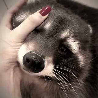 ☺️ mapache, animal, mano, mascota, lindo, mamífero whatsapp sticker