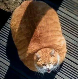 🤰 кот, животное, домашнее животное, рыжий кот, смешной, домашнее животное, млекопитающее, кошачий telegram sticker