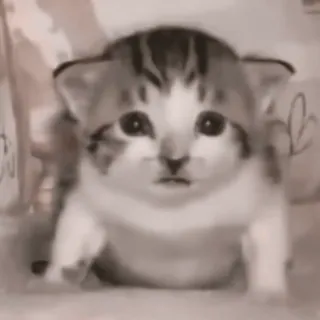 ♟ котёнок, кошка, милый, животное, домашнее животное, домашнее животное, маленькая кошка telegram sticker