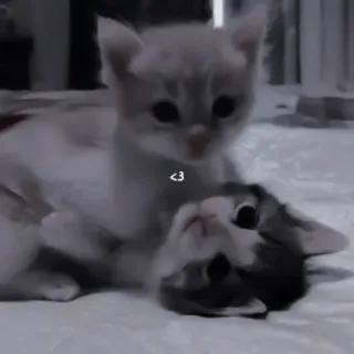 💗 <3 кошки, котята, животные, милые, любовь, дружба telegram sticker