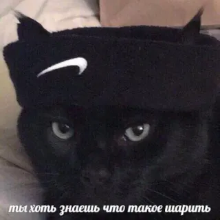 🍄 ты хоть знаешь что такое шарить cat, black cat, hat, nike, russian telegram sticker