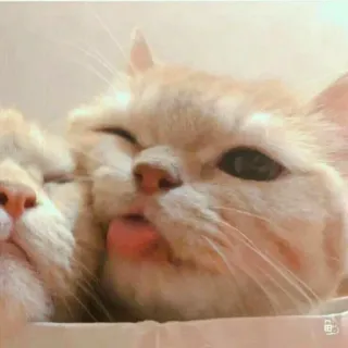 👅 cats, animals, cute, pets, kitten, tongue telegram sticker