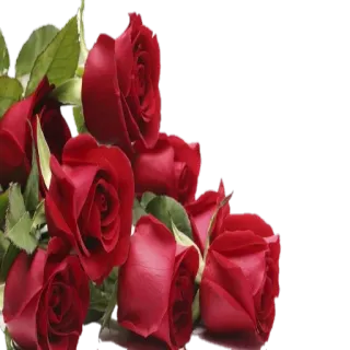 🌹 розы, цветы, красный, букет, цветочный, природа telegram sticker