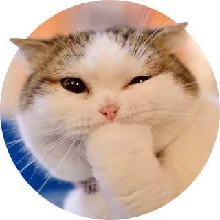 🙀 cat, animal, pet, cute, thinking telegram sticker