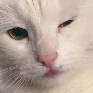 😉 cat, white cat, animal, pet, fluffy, cute, portrait telegram sticker