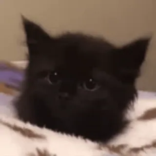 😟 Katze, Kätzchen, Tier, Haustier, süß, schwarze Katze telegram sticker