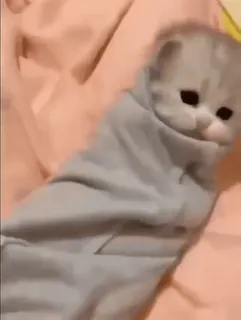 🥵 cat, kitten, cute, wrapped, grey, animal whatsapp sticker