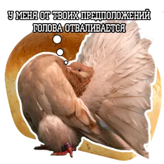 😑 У МЕНЯ ОТ ТВОИХ ПРЕДПОЛОЖЕНИЙ ГОЛОВА ОТВАЛИВАЕТСЯ 鸽子, 鸟, 幽默, 搞笑, 表情包 whatsapp sticker