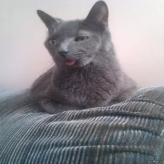 🐱 gato, mascota, animal, gato gris, divertido, lengua telegram sticker