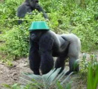 🙁 gorilla, animale, divertente, secchio, natura, scimmia, primate, fauna selvatica telegram sticker