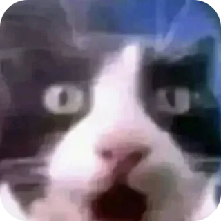 😱 gatto, meme, scioccato, animale, divertente telegram sticker