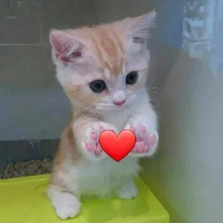 🫶 cat, kitten, heart, cute, love, animal, pet telegram sticker