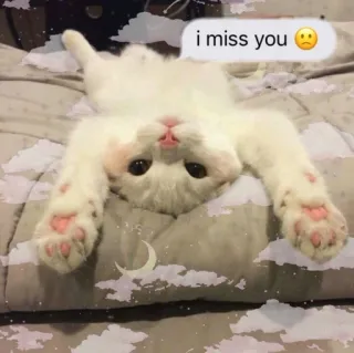 meow :: @fStikBot whatsapp stickers