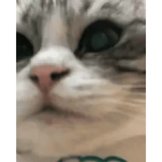 👀 gatto, animale, animale domestico, gatto domestico, carino telegram sticker
