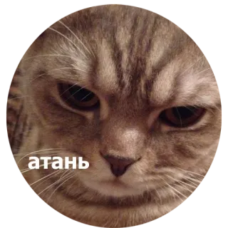 😤 атань kat, boos, meme, dier, russisch whatsapp sticker
