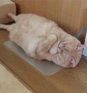 😐 Katze, Tier, süß, schlafend, entspannt telegram sticker