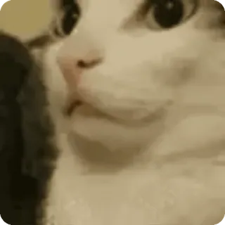 🤫 cat, animal, pet, meme, funny, expression whatsapp sticker