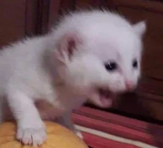 🎃 gatinho, gato, animal, branco, fofo, animal de estimação whatsapp sticker