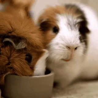 🐹 guinea pigs, animals, pets, eating, rodents telegram sticker