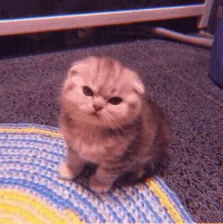 🐈‍⬛️ cat, kitten, cute, scottish fold, animal, pet telegram sticker