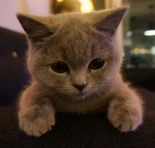 😔 kucing, imut, anak kucing, hewan, peliharaan, british shorthair telegram sticker