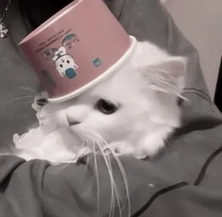 🐾 gato, mascota, animal, lindo, sombrero telegram sticker