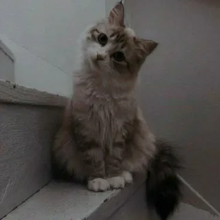 🐈 Katze, Kätzchen, Haustier, Tier, flauschig, süß, Hauskatze telegram sticker