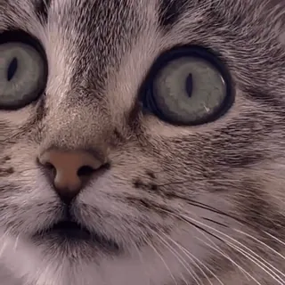 🙀 mèo, mèo con, động vật, thú cưng, họ mèo, dễ thương, nhà telegram sticker