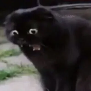 😐 cat, black cat, scared cat, funny, animal telegram sticker