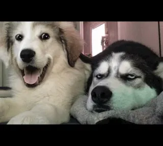 ✨ dogs, husky, funny, animals, meme whatsapp sticker