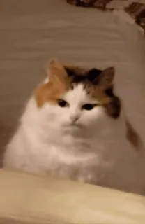 😺 猫, 三花猫, 动物, 宠物, 家养, 哺乳动物 telegram sticker