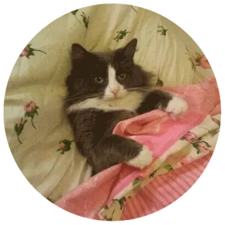 😐 gato, animal, mascota, animal doméstico, mamífero telegram sticker